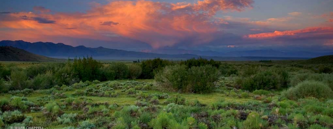 SNARL green meadow against pink clouds