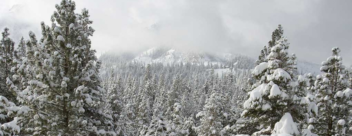 Valentine Camp forest covered by snow