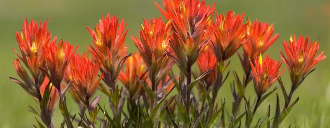 Valentine Camp red flowers