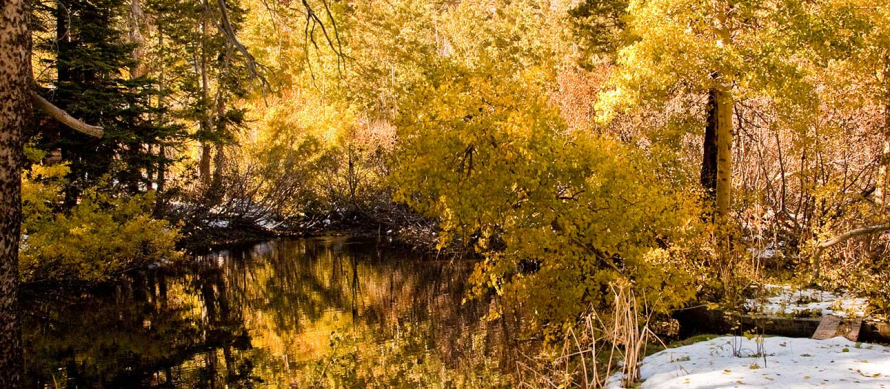 Forest with fall leaves and snow on ground