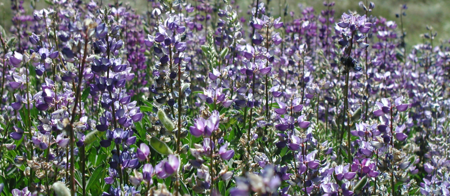 valentine wildflowers