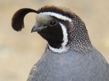 California quail close up