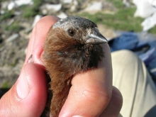 Hand holding bird