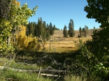 Beautiful landscape with trees