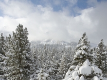 Snow on trees at Valentine Camp