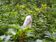 Bagged flowers