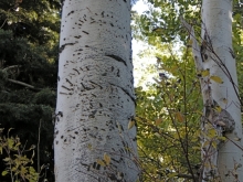 Bear claw imprints on a tree