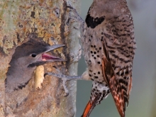 Two birds quarreling