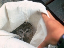 Little owl finds shelter in a white bag