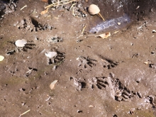 Tracks on muddy ground