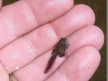 Hand holding tadpole