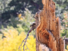 Chipmunk perching on tree branch