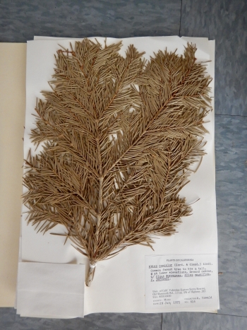 Abies concolor - white fir biological collection