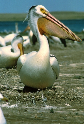 White Pelican