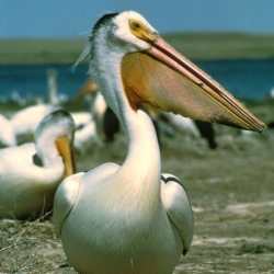 White Pelican